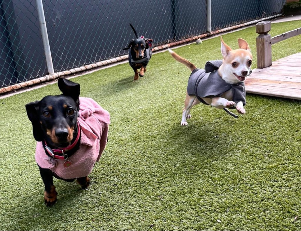 About and Mission Riverina Boarding Kennels and Cattery