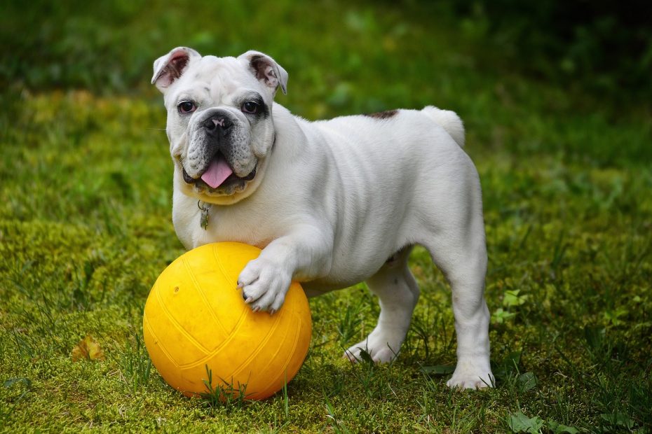 english-bulldog-