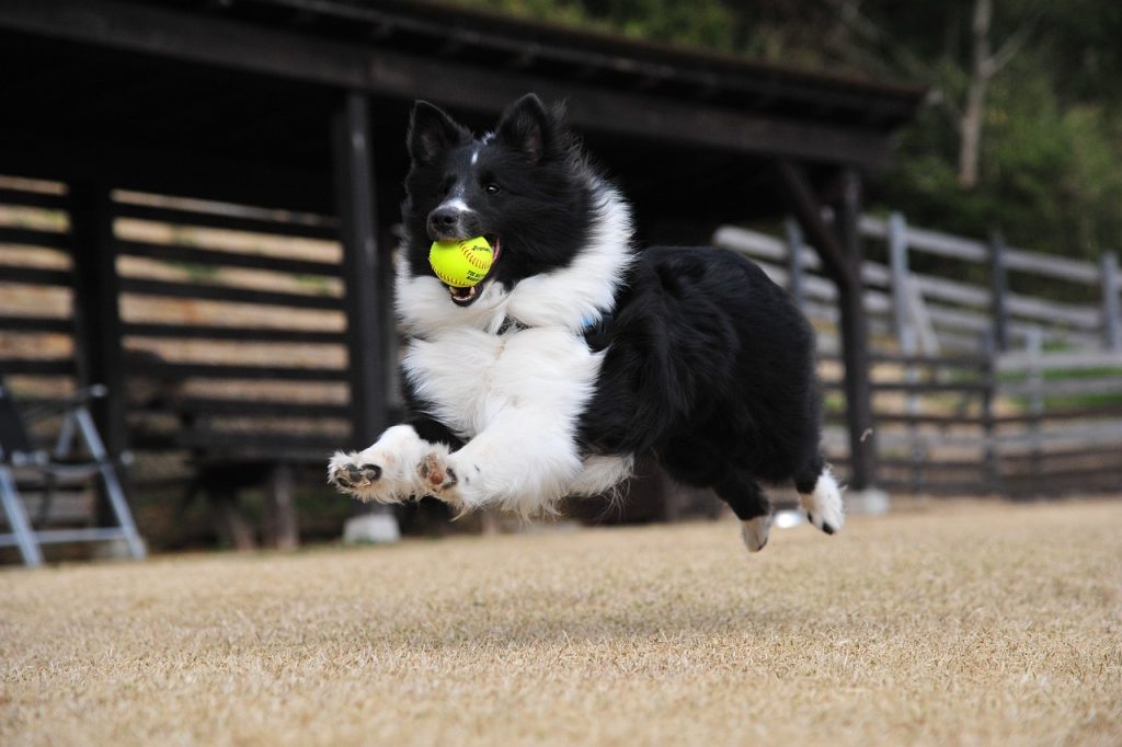 The Essential Role of Exercise and Playtime for Pets in Boarding: Ensuring Health and Happiness